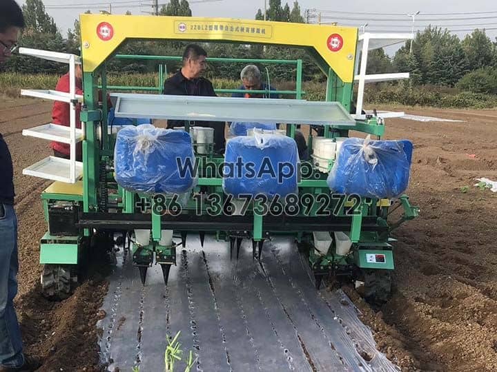 Tomato transplanting with film covering