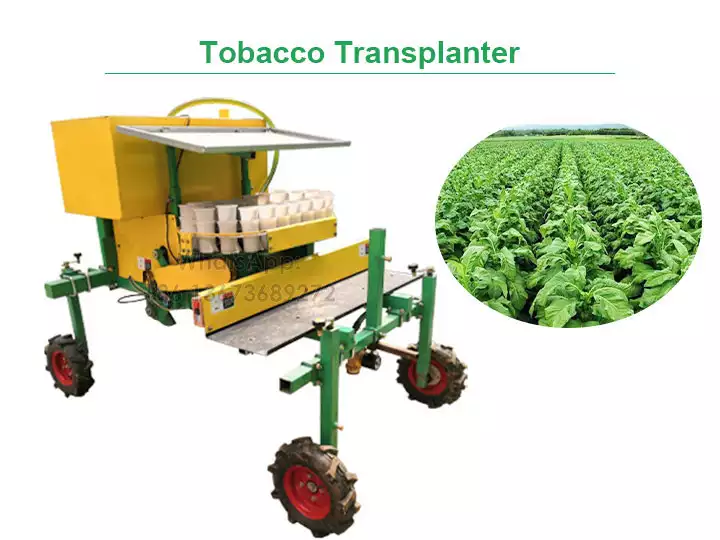 Tobacco transplanter