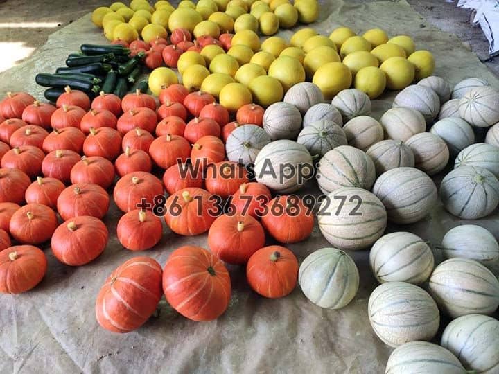 Harvested-melons-and-fruits