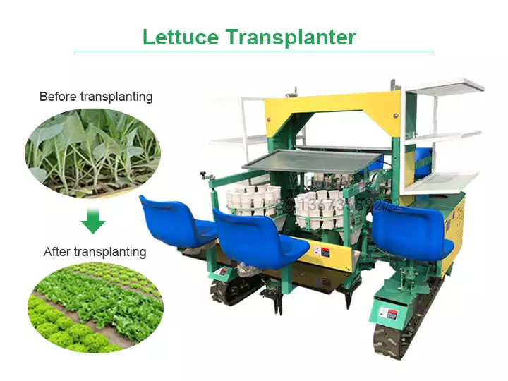 Lettuce transplanter