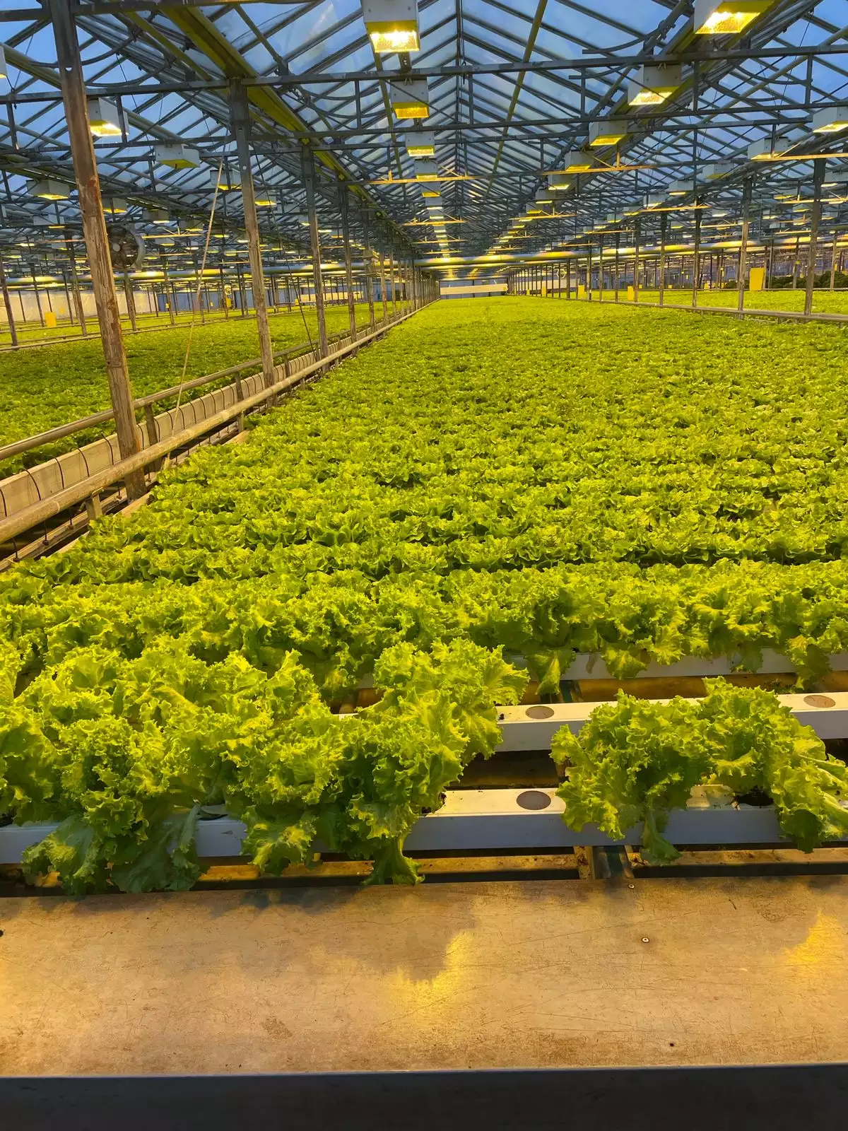 Plantações de mudas de hortaliças com alta tecnologia